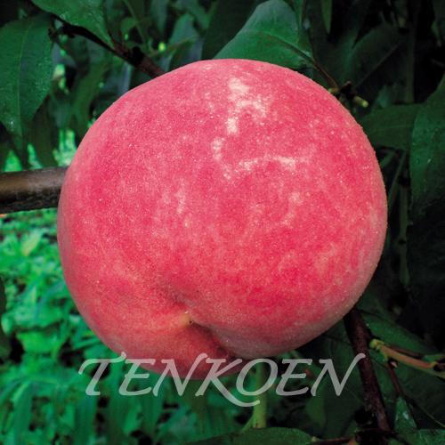 もも桃 幸茜(さちあかね)苗木 裸苗【株式会社 天香園】