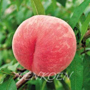 もも桃 シーエックスPVP 苗木 裸苗【株式会社 天香園】