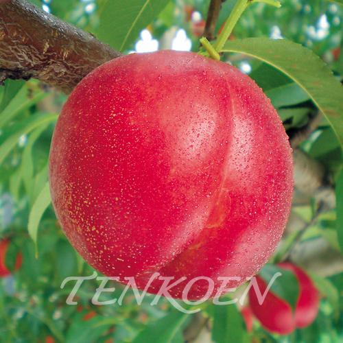 ネクタリン・ももネク 選抜 スイートビーナス PVP(せんばつスイートビーナス PVP)苗木 裸苗【...