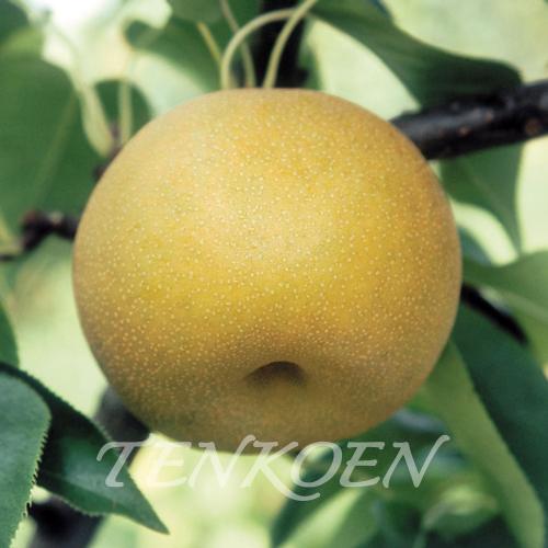 日本なし和梨 幸水(こうすい)苗木 裸苗【株式会社 天香園】