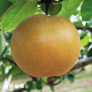 日本なし和梨 なるみ PVP 苗木 裸苗【株式会社 天香園】