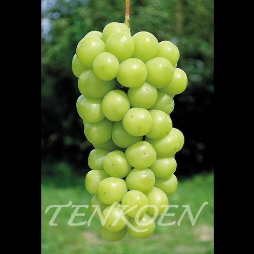 ぶどう葡萄 シャインマスカット  苗木 裸苗【株式会社 天香園】