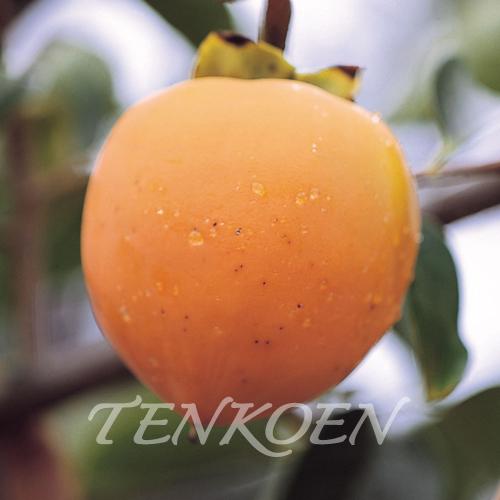 かき柿 幸陽TM(こうよう)〔大蜂屋〕(渋柿) 苗木 裸苗【株式会社 天香園】