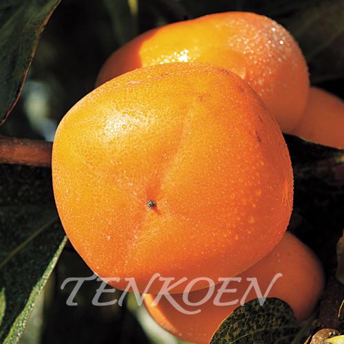 かき柿 平核無(ひらたねなし)(渋柿) 苗木 裸苗【株式会社 天香園】