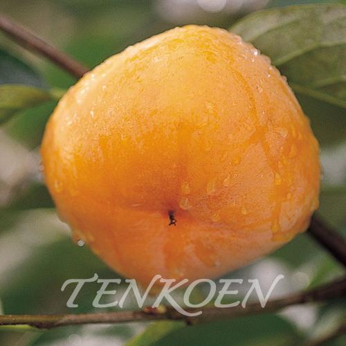 かき柿 大核無(おおたねなし)(渋柿) 苗木 裸苗【株式会社 天香園】