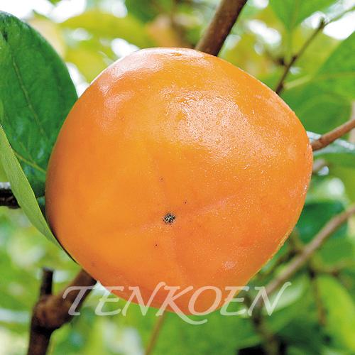 かき柿 陽豊(ようほう)(完全甘柿) 苗木 裸苗【株式会社 天香園】