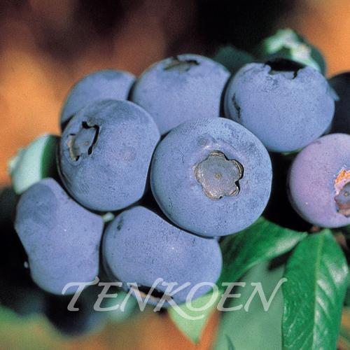 ブルーベリー ブルーレイ 苗木 ポット苗【株式会社 天香園】