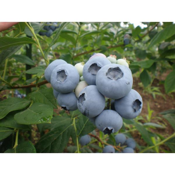 ブルーベリー ルーベル 苗木 ポット苗【株式会社 天香園】