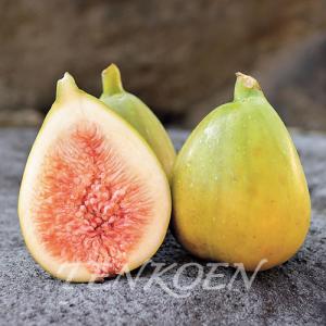 2025年12月】イチジク 品種（果樹の苗、苗木）のおすすめ人気