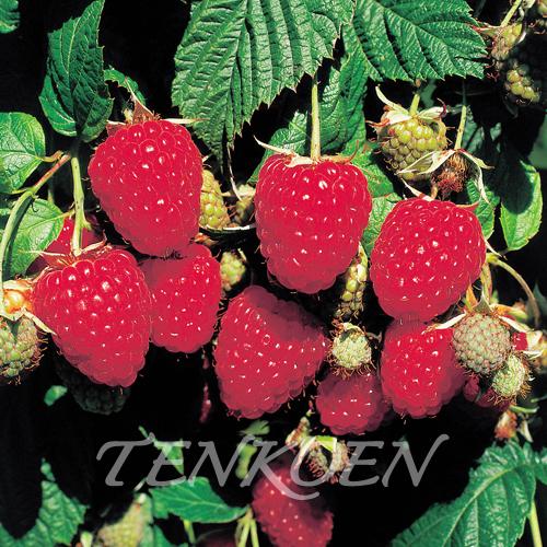 ラズベリー ヒンボートップ  ポット苗木 【株式会社 天香園】