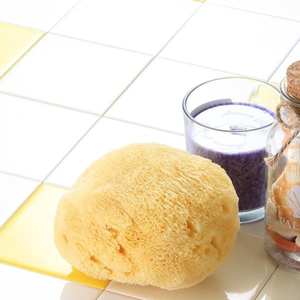 天然海綿ボディスポンジ （ソフトシルク種）・大サイズ （約12-13cm）