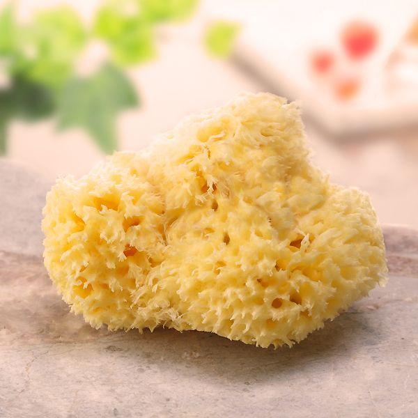 天然海綿ボディスポンジ・ハニコム種  （約10-11cm）