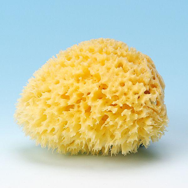 天然海綿ボディスポンジ・ハニコム種（約8-9cm）