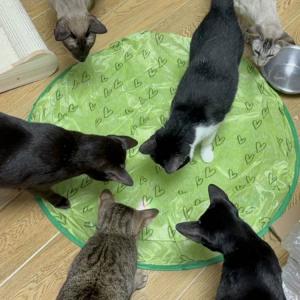 サイレントトイマット 猫 狩り専用袋 ストレス...の詳細画像2