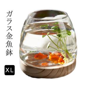 メダカ おしゃれ 金魚 ガラス金魚鉢 容器 室...の詳細画像5