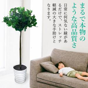 ●在庫限り● 観葉植物 トピアリーホール 大型...の詳細画像4