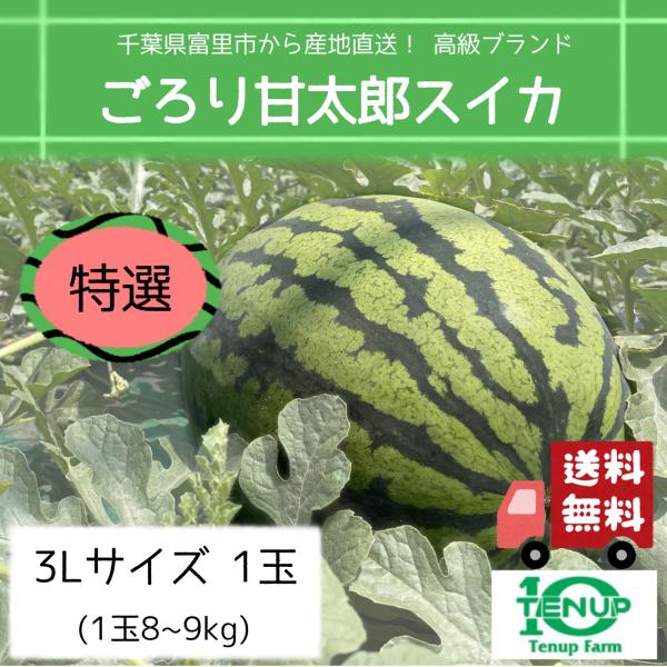 すいか スイカ 西瓜 千葉県富里市産 産地直送！ 皮岸まで甘い高級ブランド　特選「ごろり甘太郎スイカ...