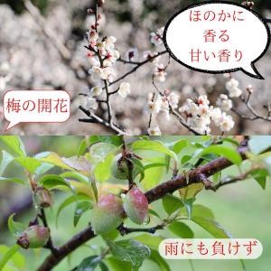 訳あり 紀州南高梅 梅干し かつお味 800g...の詳細画像2