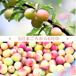 訳あり 紀州南高梅 梅干し かつお味 800g...の詳細画像3