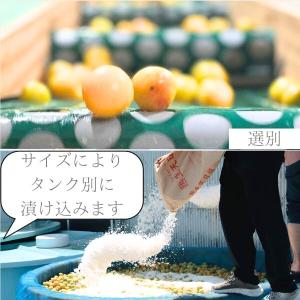 訳あり 紀州南高梅 梅干し かつお味 800g...の詳細画像4