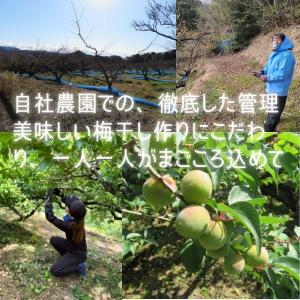 訳あり 白干し 200g お試しにちょうどいい...の詳細画像4