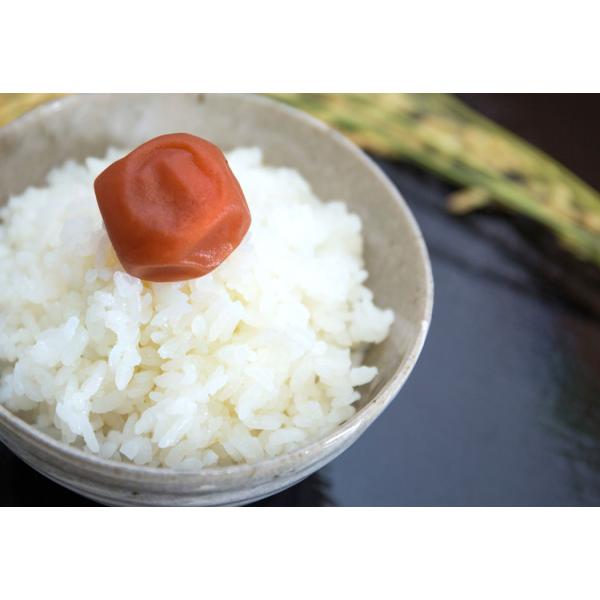 令和５年度 新米【送料無料】新潟県産コシヒカリ　玄米　１０kg