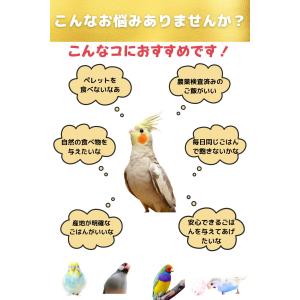 100円クーポンプレゼント ANIF 鳥の餌 ...の詳細画像3