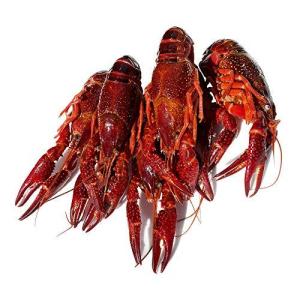 ザリガニ 食用の商品一覧 通販 Yahoo ショッピング