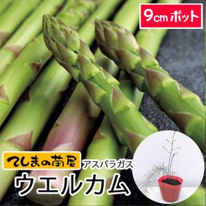 てしまの苗 アスパラガス苗 ウェルカム 9cmポ...の商品画像