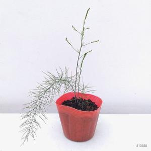 てしまの苗 アスパラガス苗 ウェルカム 9cm...の詳細画像1