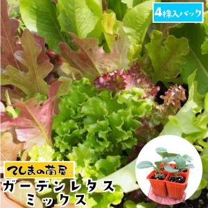 てしまの苗 ベビーリーフ苗 ガーデンレタスミックス 4株入りパック 葉菜苗 人気