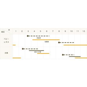 てしまの苗 ベビーリーフ苗 ガーデンレタスミッ...の詳細画像2