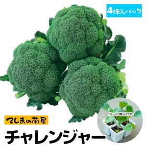 【てしまの苗】ブロッコリー苗　チャレンジャー　4株入りパック　葉菜苗