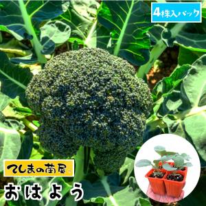 てしまの苗 ブロッコリー苗 おはよう 4株入りパック 葉菜苗 人気