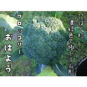 てしまの苗 ブロッコリー苗 おはよう 4株入り...の詳細画像1