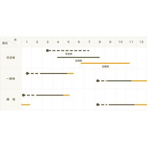 てしまの苗 ブロッコリー苗 おはよう 4株入り...の詳細画像3