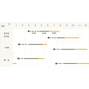 てしまの苗 ブロッコリー苗 緑嶺 4株入りパッ...の詳細画像3