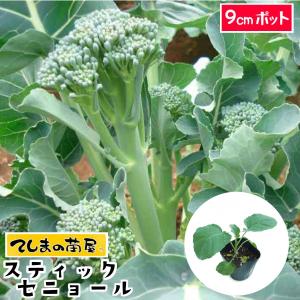 てしまの苗 茎ブロッコリー苗 スティックセニョール 9cmポット 葉菜苗 人気