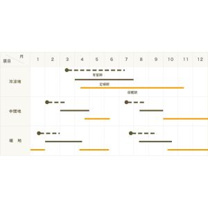 てしまの苗 茎ブロッコリー苗 スティックセニョ...の詳細画像3