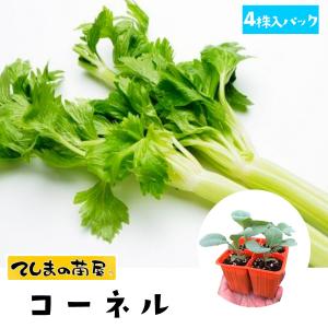 てしまの苗 セロリ苗 コーネル ４株入りパック 葉菜苗 人気