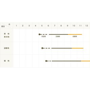 てしまの苗 セロリ苗 コーネル 4株入りパック...の詳細画像3