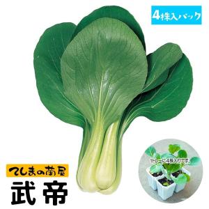 てしまの苗 チンゲンサイ苗 武帝 4株入りパック