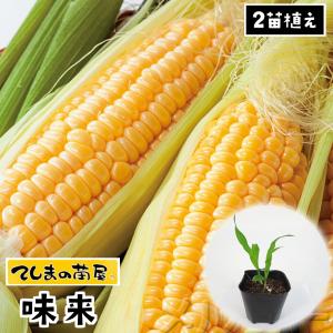 てしまの苗 トウモロコシ苗 味来 実生苗 野菜苗 9cmポット 1ポット2苗植え人気