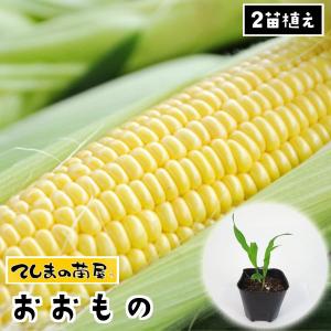 てしまの苗 トウモロコシ苗 おおもの 実生苗 野菜苗 9cmポット 1ポット2苗植え 人気