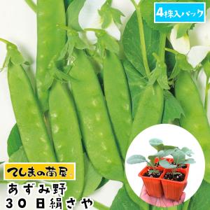 てしまの苗 あずみ野30日絹さや 4株入りパック...の商品画像