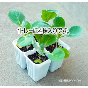 てしまの苗 エンドウ苗 紫えんどう 4株入りパ...の詳細画像3