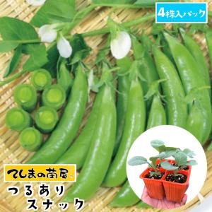 てしまの苗 つるありスナック 4株入りパック エ...の商品画像