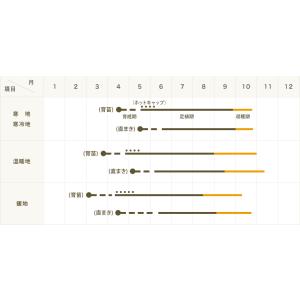 てしまの苗 ゴーヤ苗 あばしゴーヤ 実生苗 野...の詳細画像2