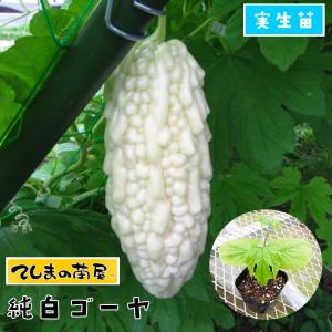 てしまの苗 ゴーヤ苗 純白ゴーヤ 実生苗 野菜苗 9cmポット