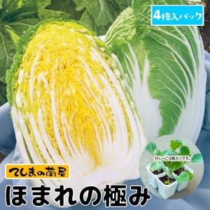 【てしまの苗】ハクサイ苗　ほまれの極み　4株入りパック　葉菜苗